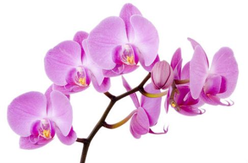 Orchid Suppliers